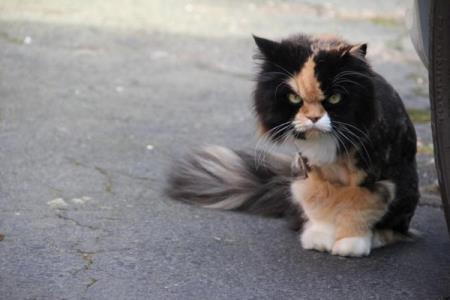 Psihopatski pogledi živali